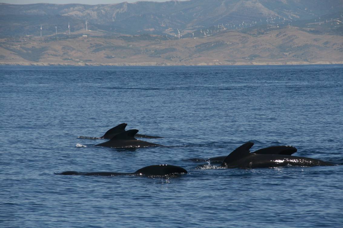 Identificadas 27 especies de cetáceos en el sur peninsular y Marruecos