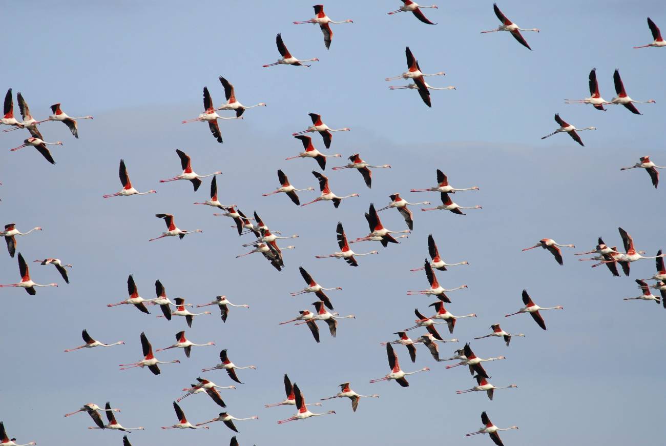 Investigadores canarios siguen a las aves migratorias para entender los efectos del cambio climático