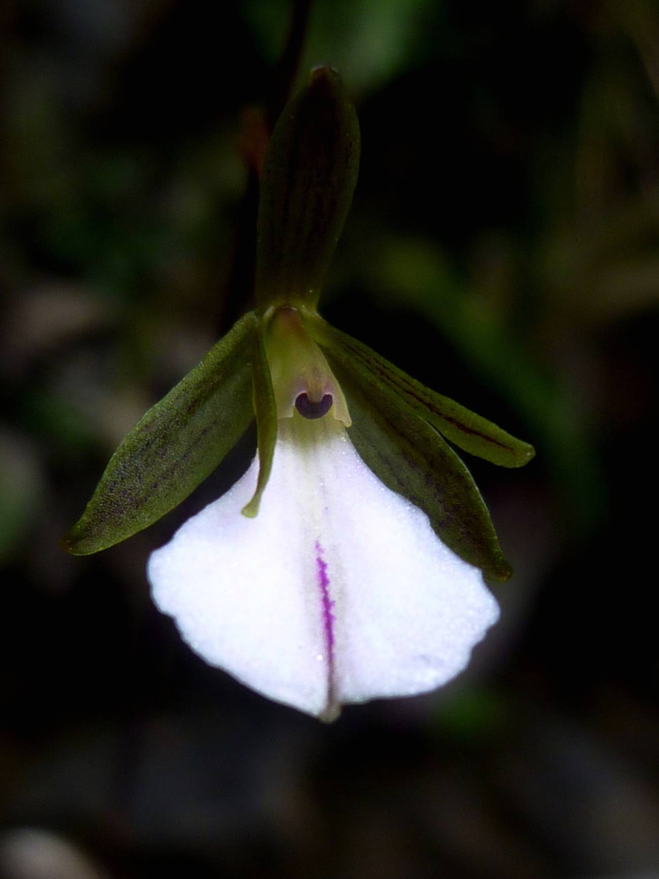 Tetramicra_riparia. Imagen: Angel Vale.  