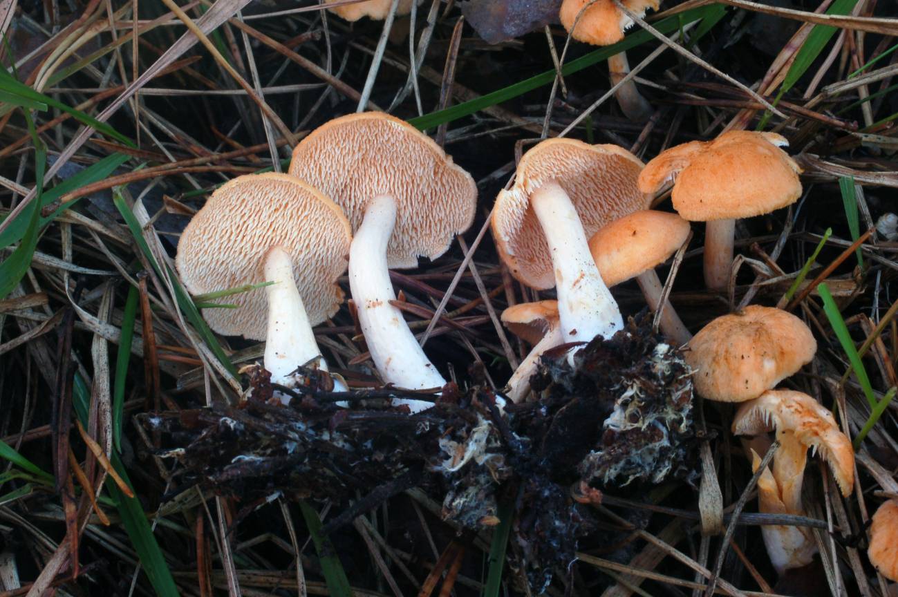 'Hydnum ovoideisporum'