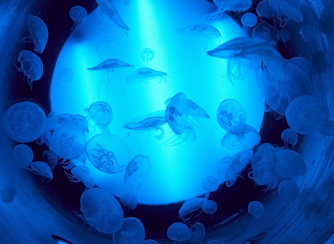 medusas