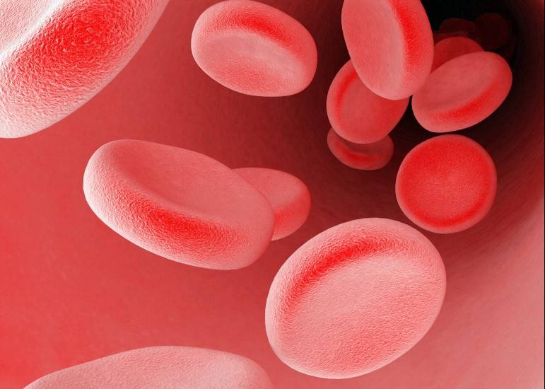 La actividad cerebral favorece la absorción de una proteína neuroprotectora de la sangre