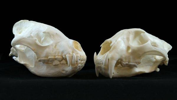 La ausencia humana en Atapuerca hace 600.000 años se debió a la competencia con carnívoros