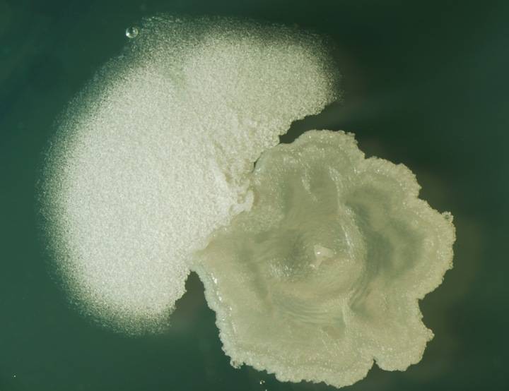 Bacillus subtilis es una bacteria no patógena que se usa con frecuencia como modelo de laboratorio. Imagen: María Lamprecht (CAB). 
