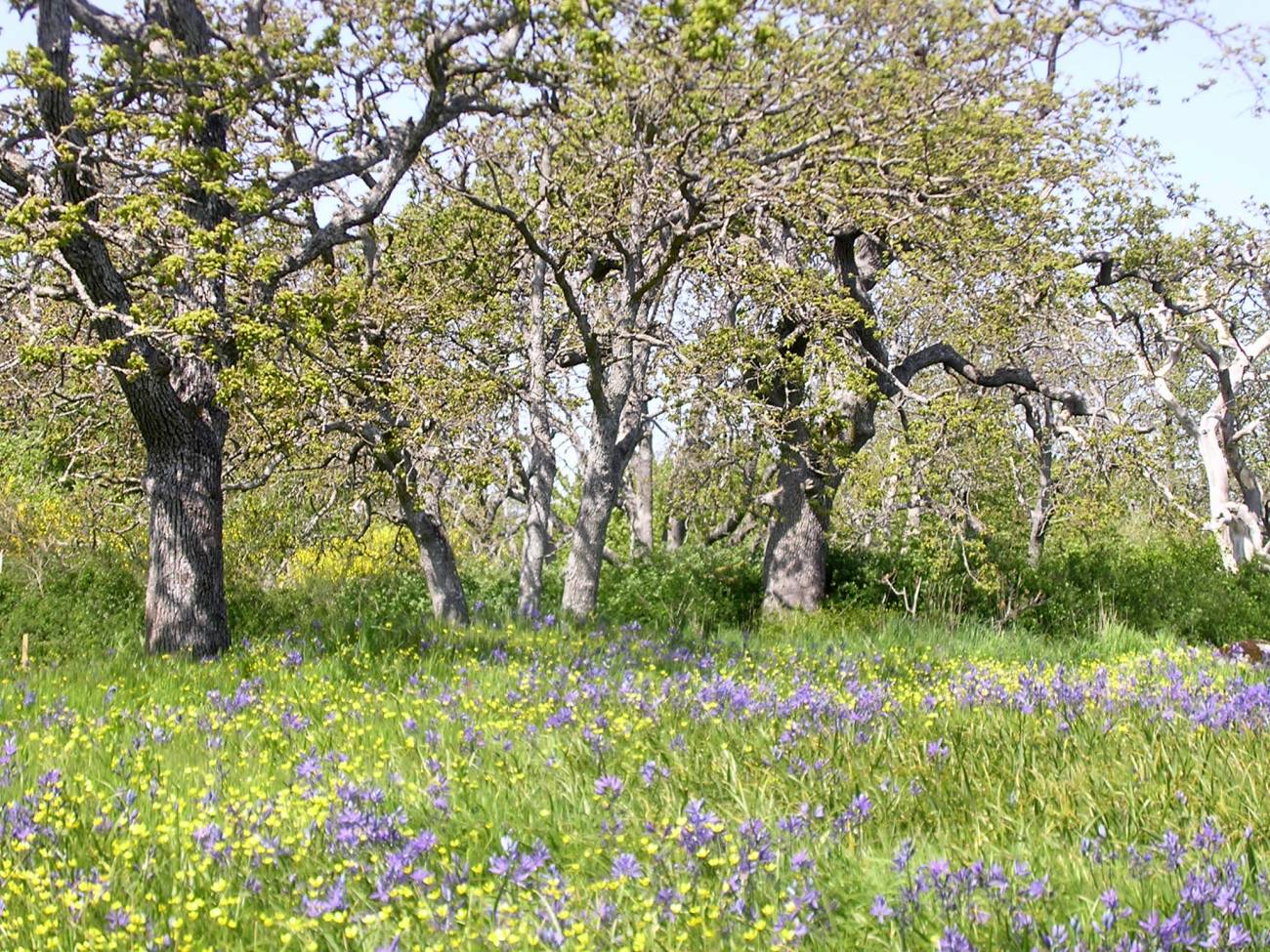 Ejemplo de terreno con alta biodiversidad en la zona estudiada. / Andrew MacDougall