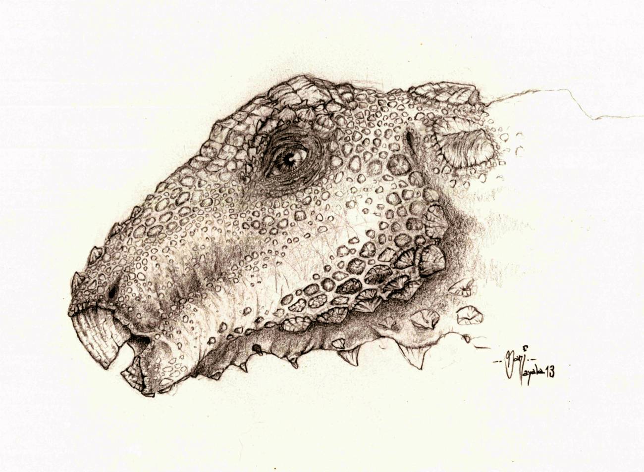 La cabeza del nuevo dinosaurio