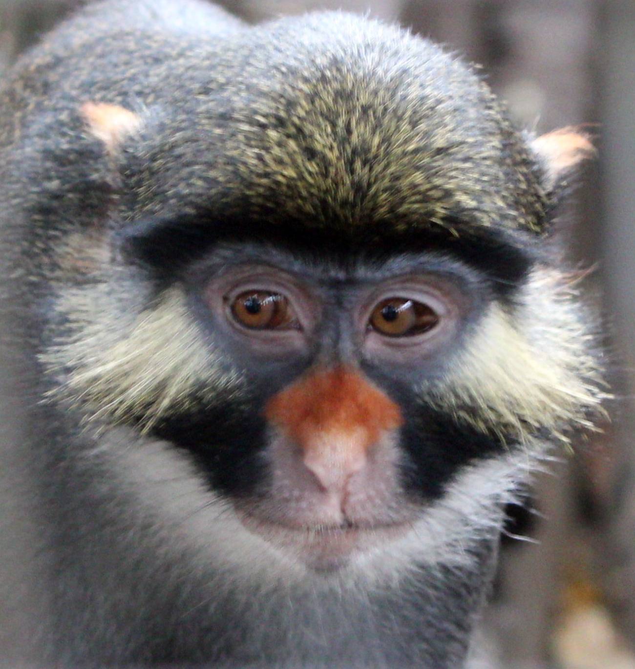 La cara de los monos ha evolucionado para evitar el mestizaje