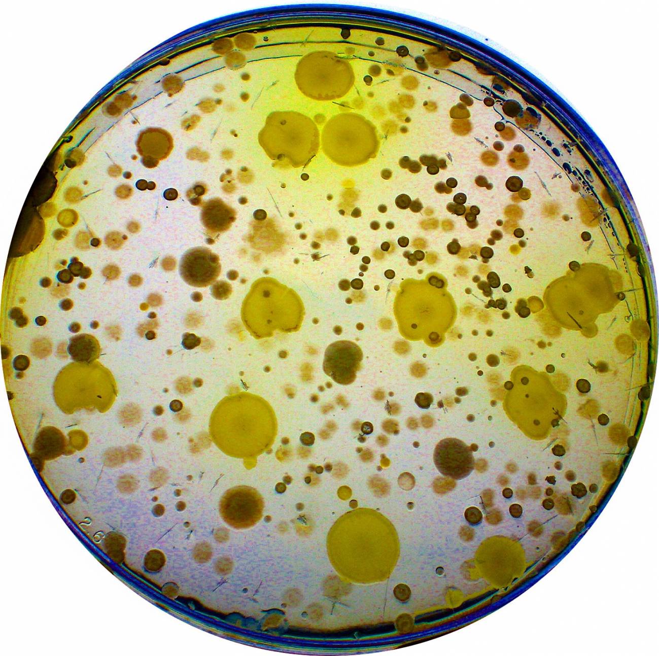 La coevolución de bacterias y virus abre una vía para desarrollar nuevos antibióticos