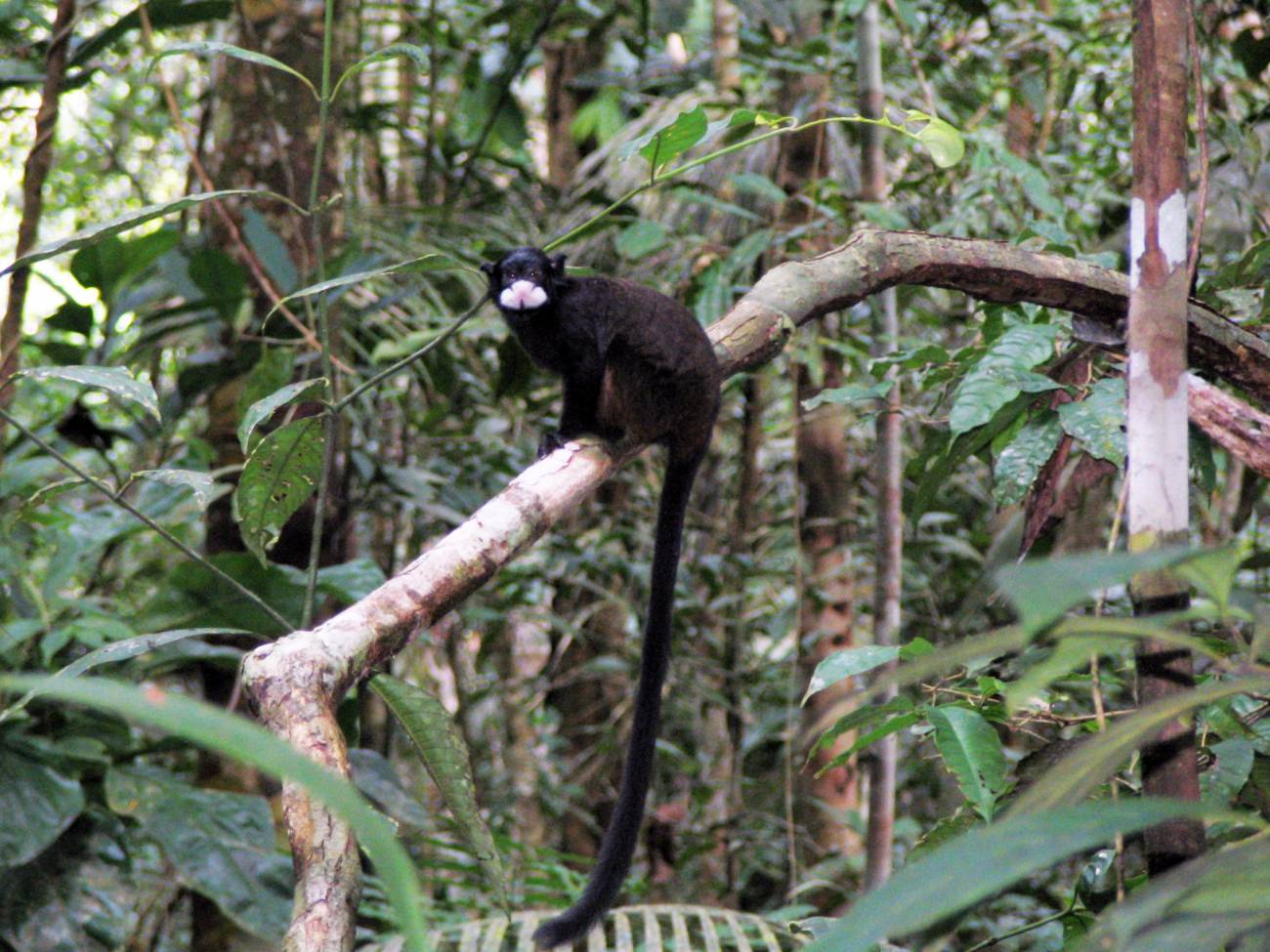 La competencia entre hembras lleva al infanticidio en algunos primates