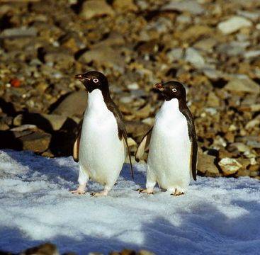 pingüino