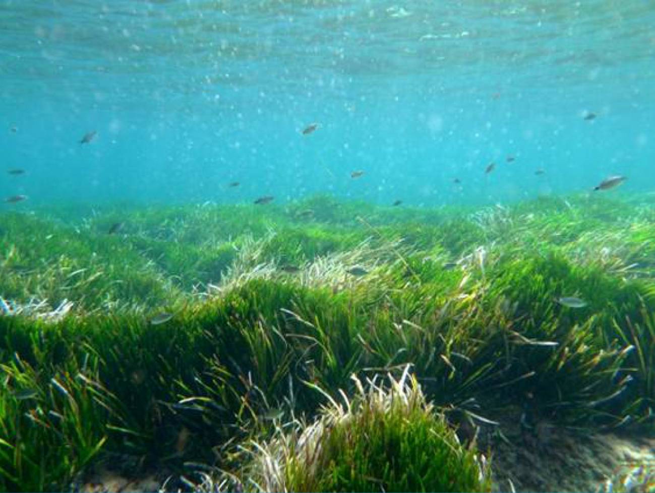 Pradera de Posidonia oceanica en Formentera (Islas Baleares). Imagen: Rachel Sussman. 