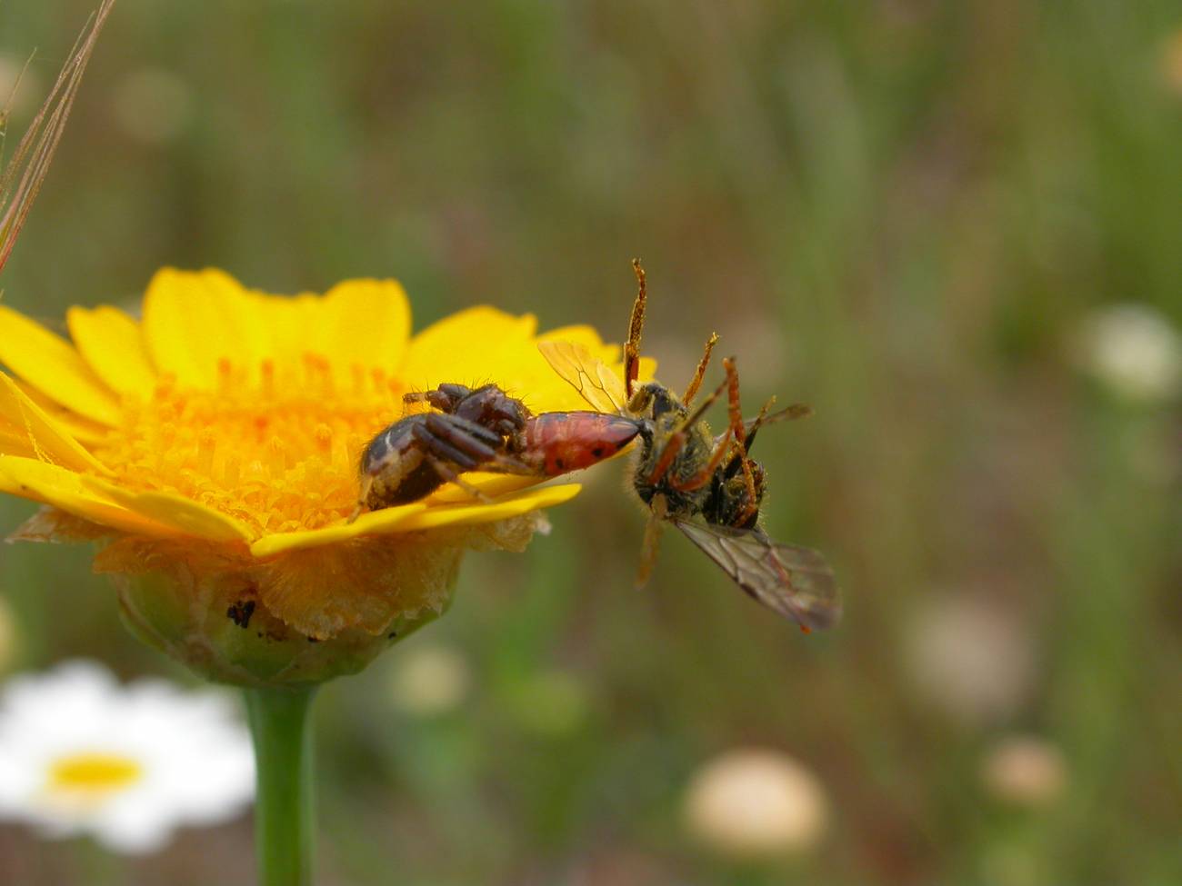 La diversidad genética, clave para la conservación de la naturaleza