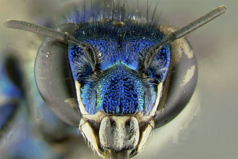 Euglossa paisa