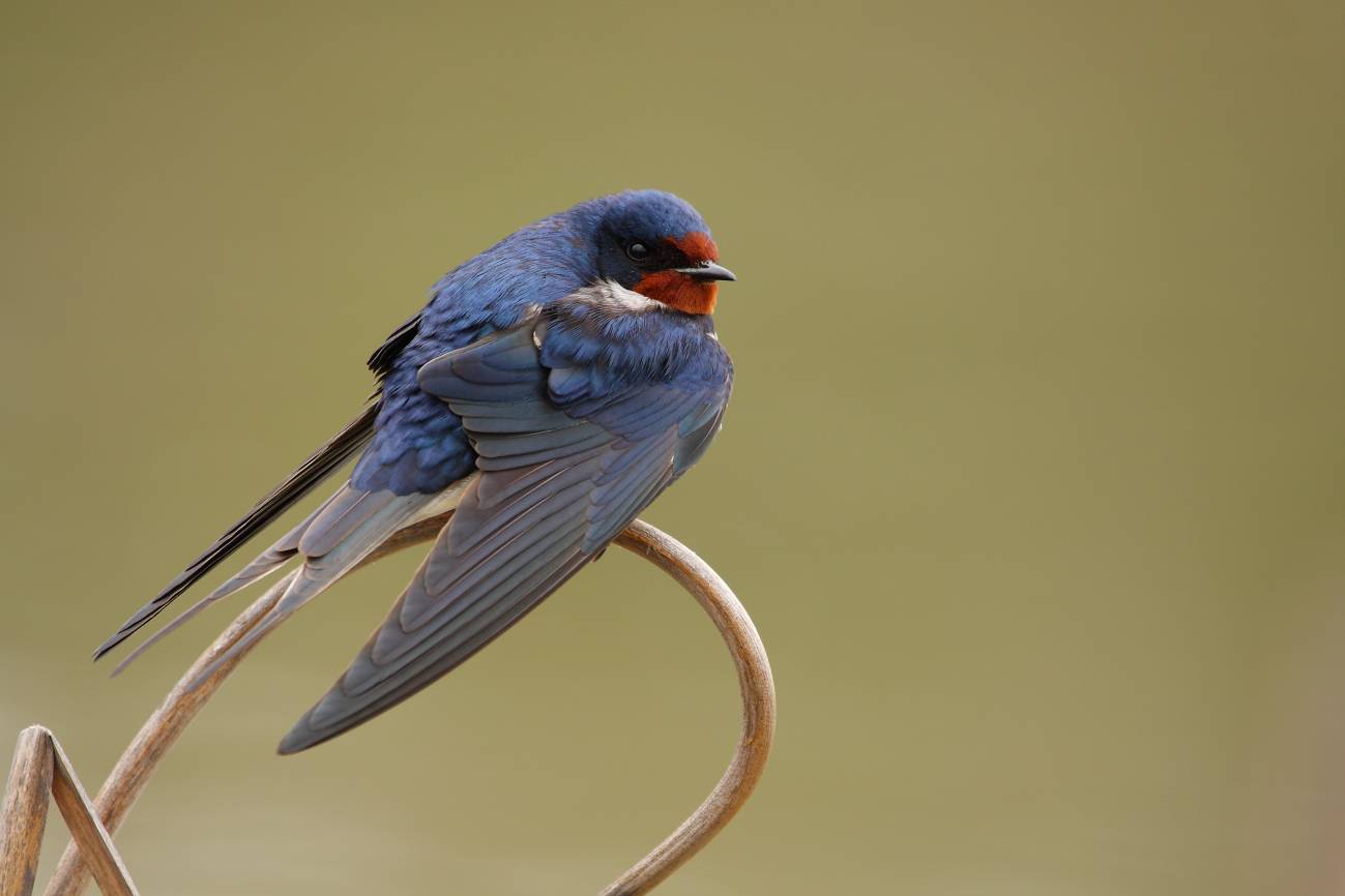 Golondrina común. / Miguel Ángel Hernansanz