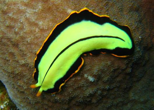La inteligencia artificial replica el modelo de regeneración de la planaria