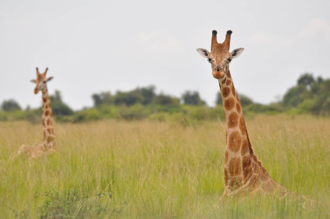 La jirafa africana se convierte en especie amenazada