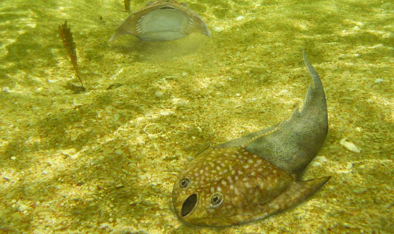 Recreación de un ostracodermo.