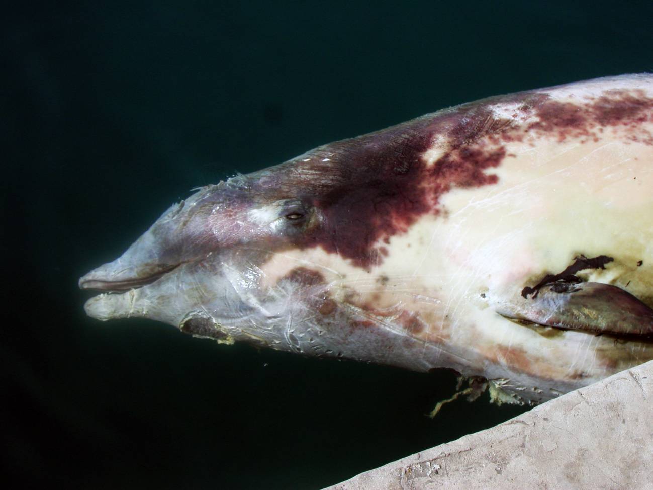 Ejemplar de zifio encontrado muerto en aguas canarias. / IUSA-ULPGC