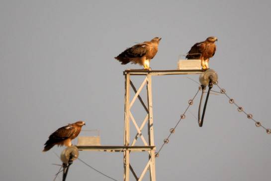 La mortalidad del águila imperial ibérica por las líneas de alta tensión desciende un 80% 