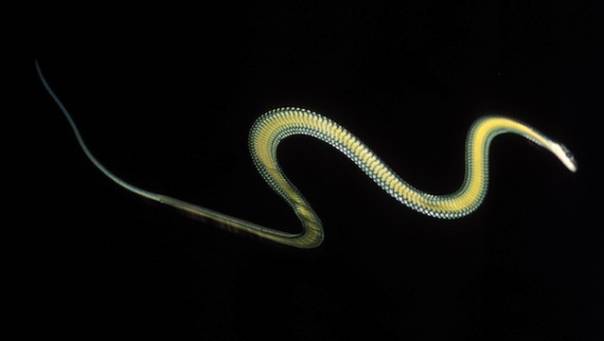 La naturaleza enseña a volar a los científicos