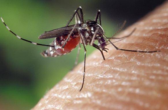 La OMS establece recomendaciones para reducir el contagio del zika