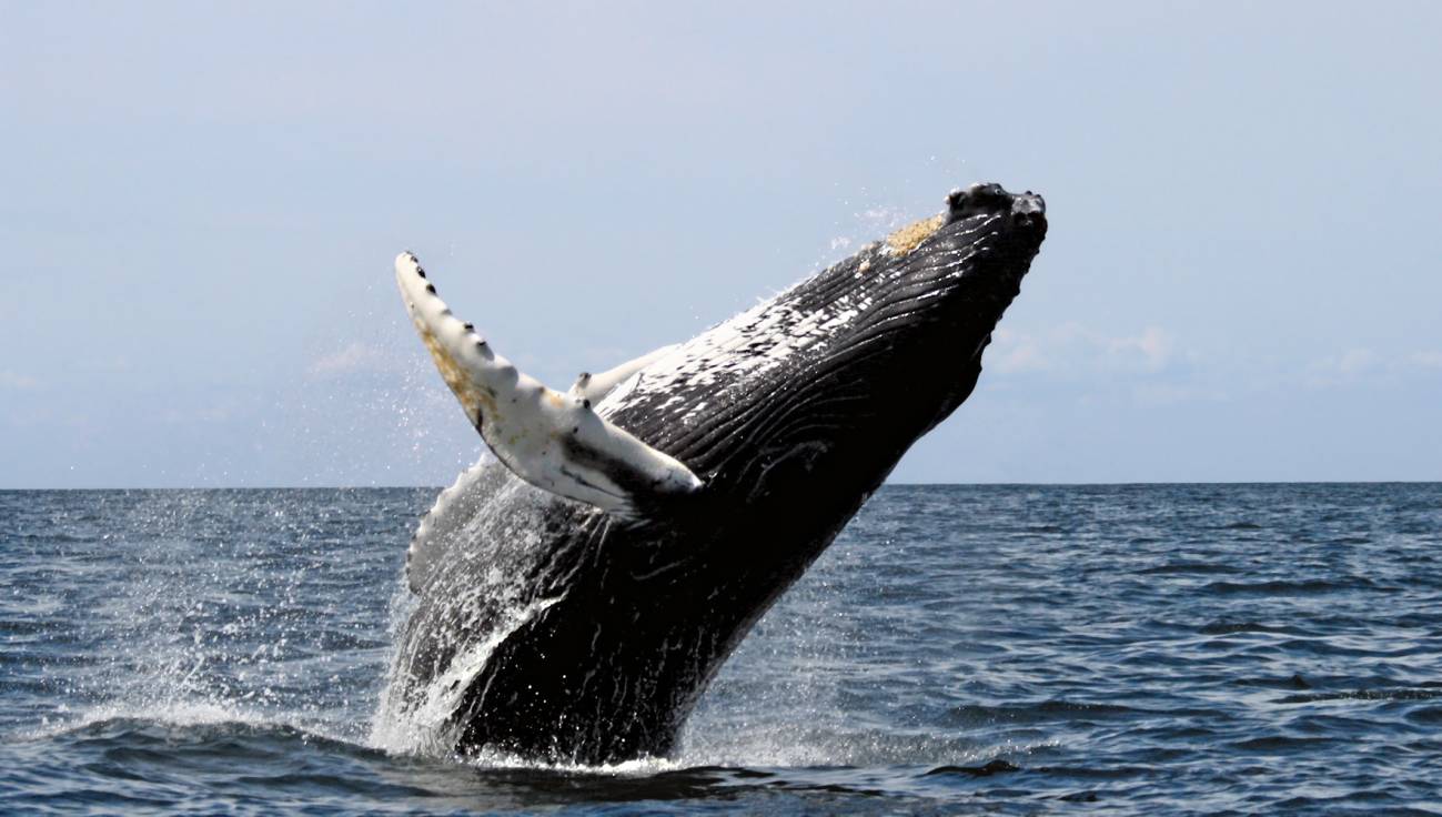 La ONU prohíbe a Japón la caza de ballenas en la Antártida 
