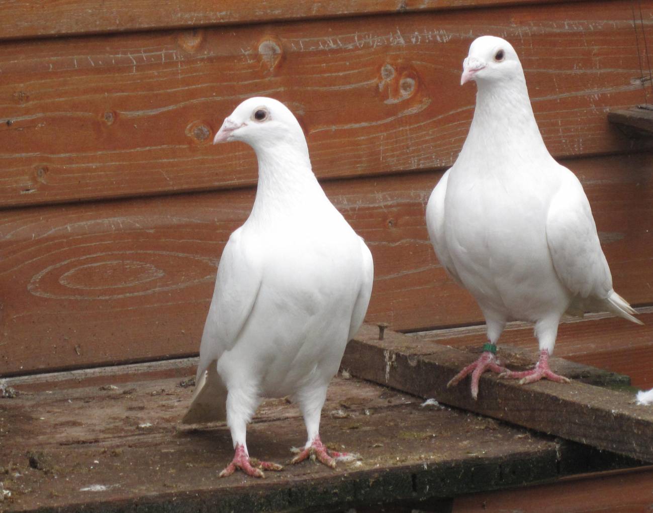 Palomas. Imagen: Steve David Keays 
