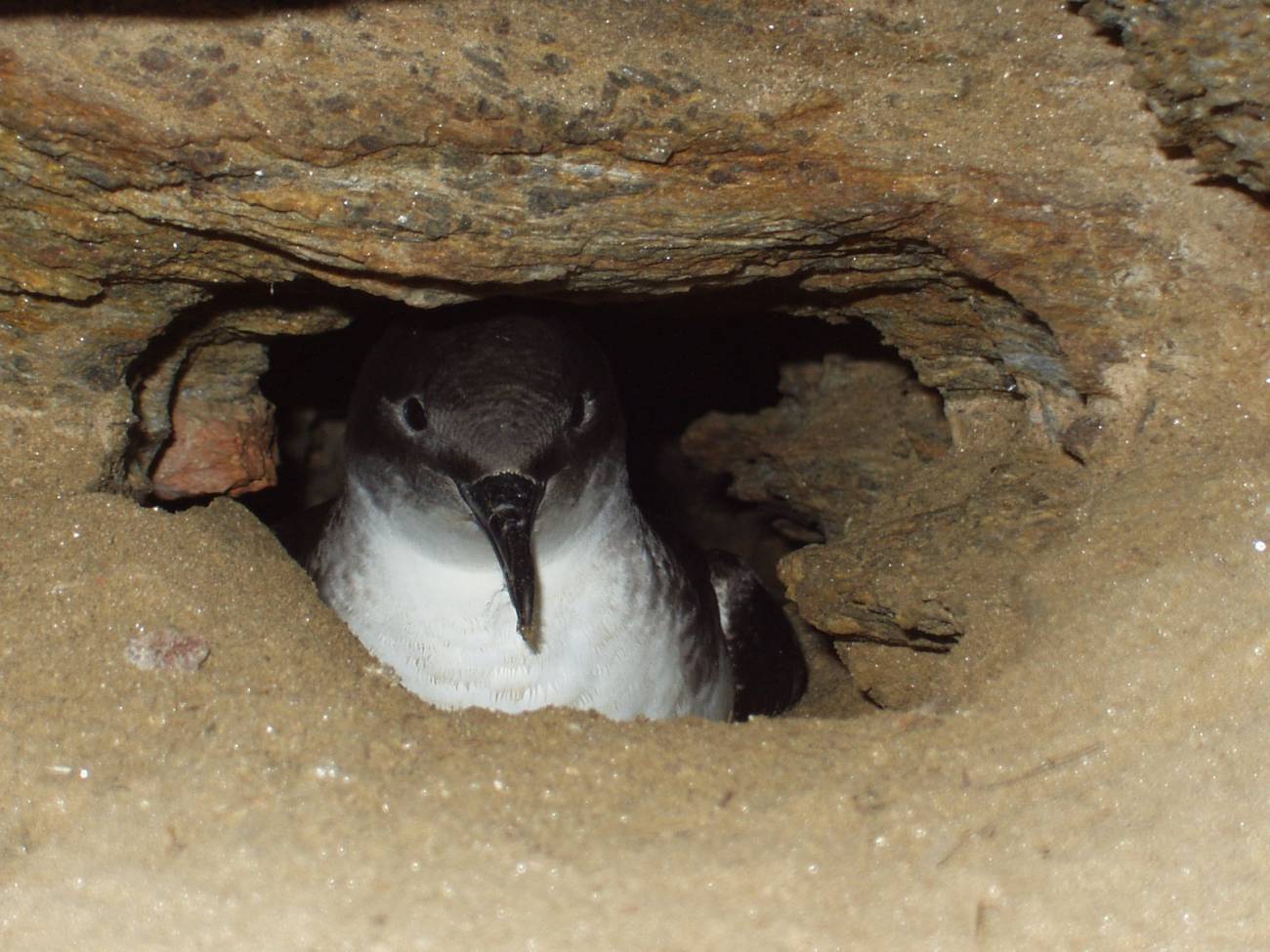 Pardela mediterránea (Puffinus yelkouan). Imagen: Elsa Bonnaud.