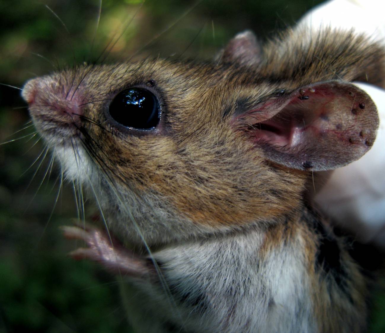 La pérdida de biodiversidad, un peligro para la salud humana