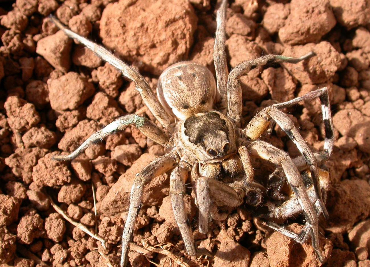 En la imagen se puede observar a la tarántula mediterránea Lycosa hispanica comiéndose al macho. / Eva de Mas