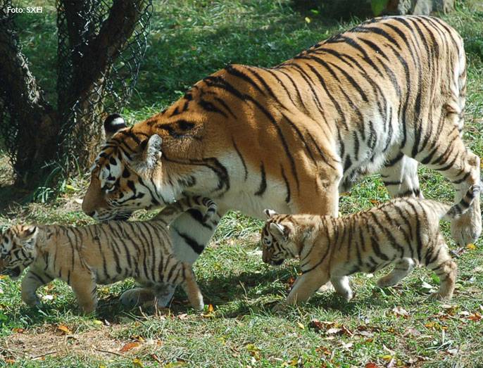 La pobreza genética amenaza al tigre siberiano