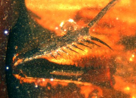 La primera mantis religiosa fósil hallada en España se conservaba en ámbar