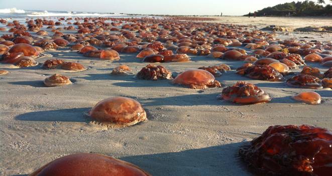 En 1970 se produjo una oleada que llevó al aumento del número de medusas en los océanos, un fenómeno que pasó desapercibido. Imagen: CSIC. 