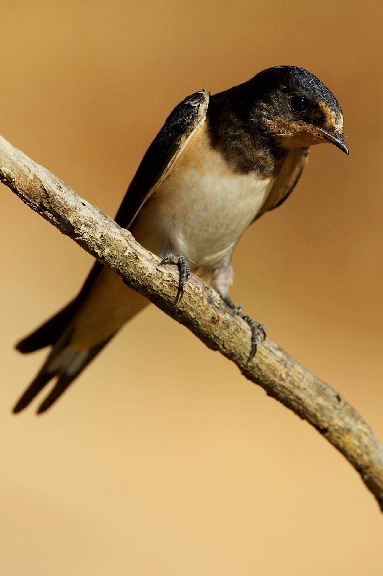 La radiactividad de Chernóbil mermó la abundancia de las aves más anaranjadas