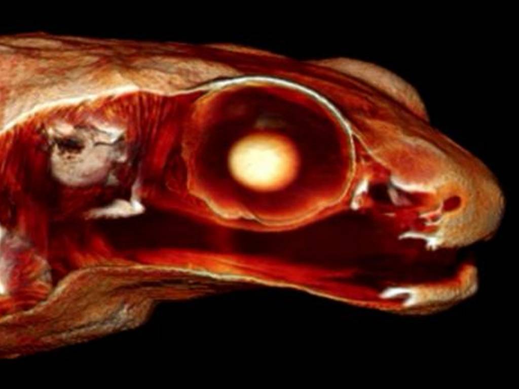 La combinación de la cavidad bucal y la conducción ósea permite a las ranas Gardiner percibir el sonido con eficacia sin el uso de un oído medio con tímpano. / CNRS.