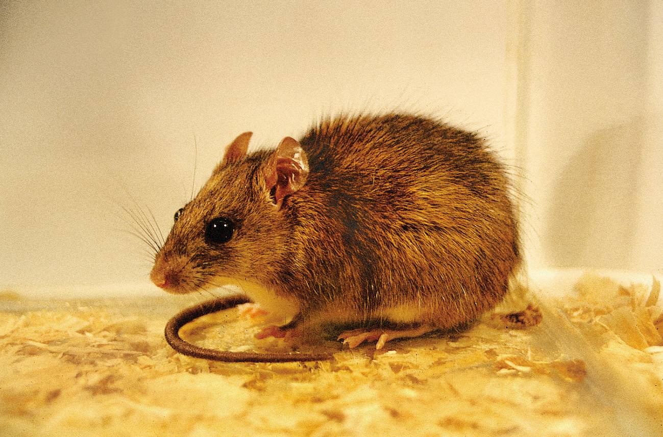 La rata negra mantiene la peste en Madagascar