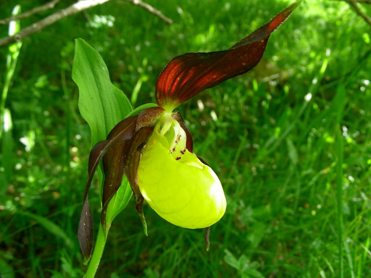 La reforestación natural en el sur del Pirineo favorece a la orquídea
