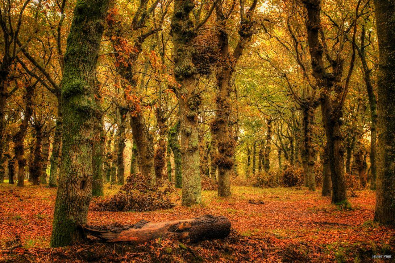 La repoblación de los bosques españoles está a la cabeza de Europa