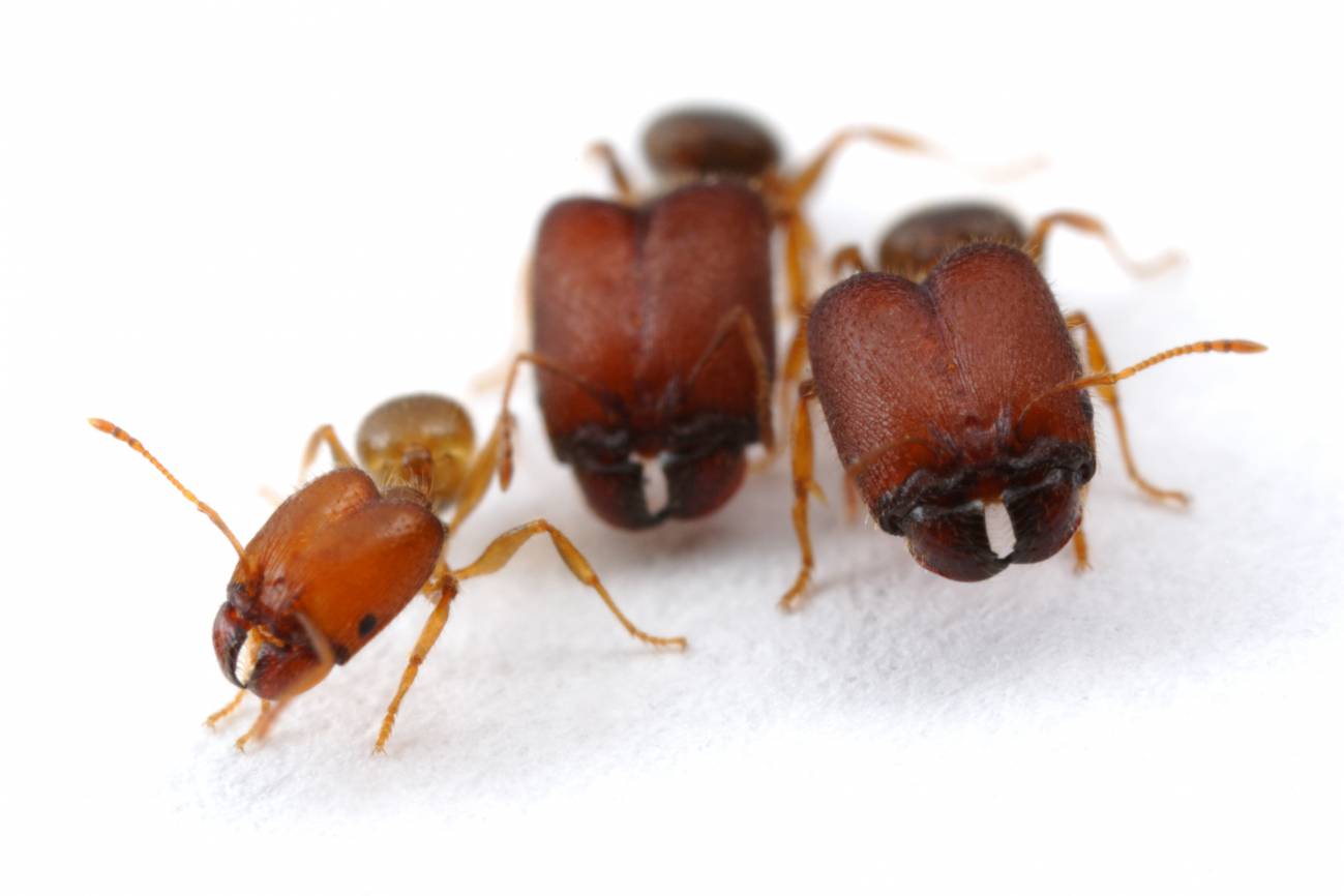 Hormigas
