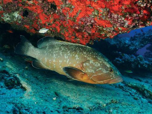 La sobrepesca es la principal amenaza para los peces de los mares europeos