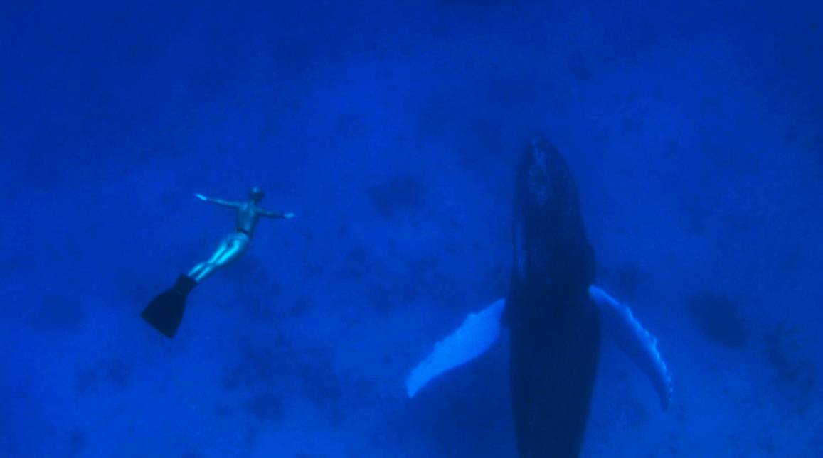 La sonrisa truncada de Flipper