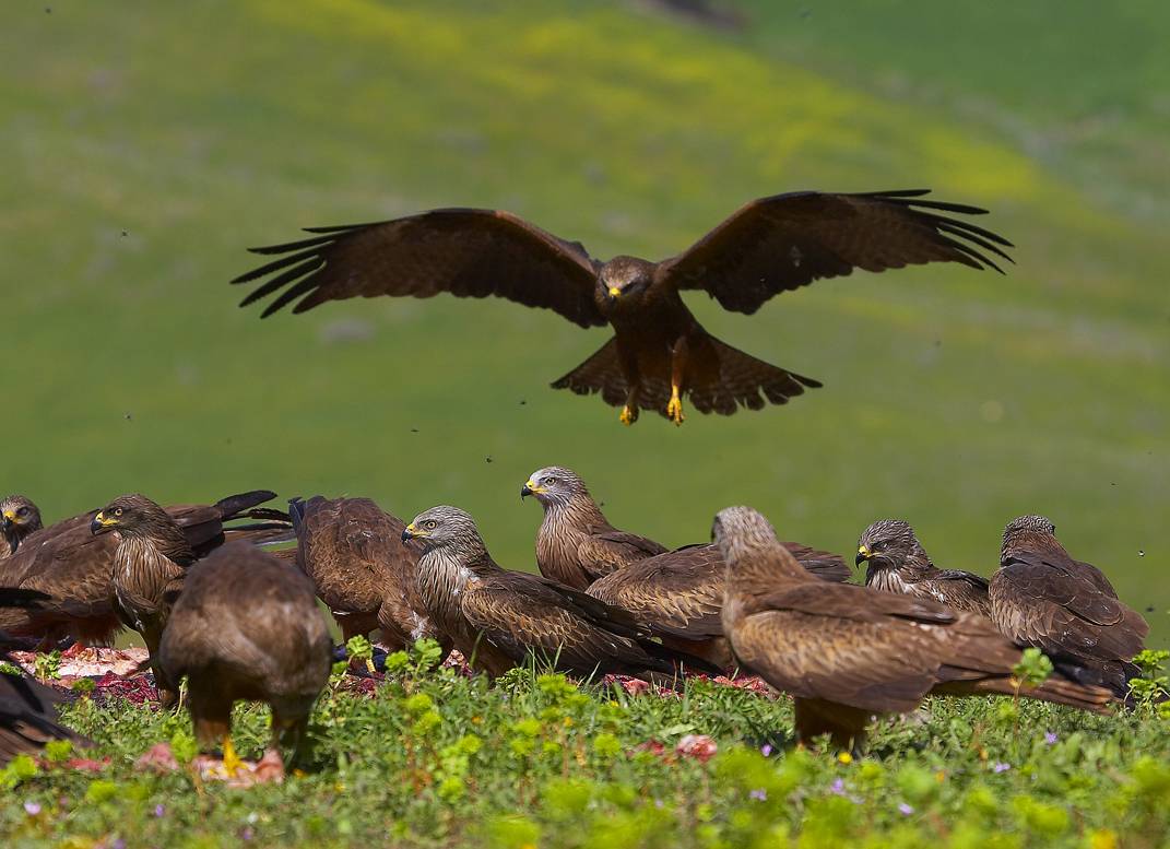 La transformación del paisaje europeo altera la distribución de las aves carroñeras migradoras