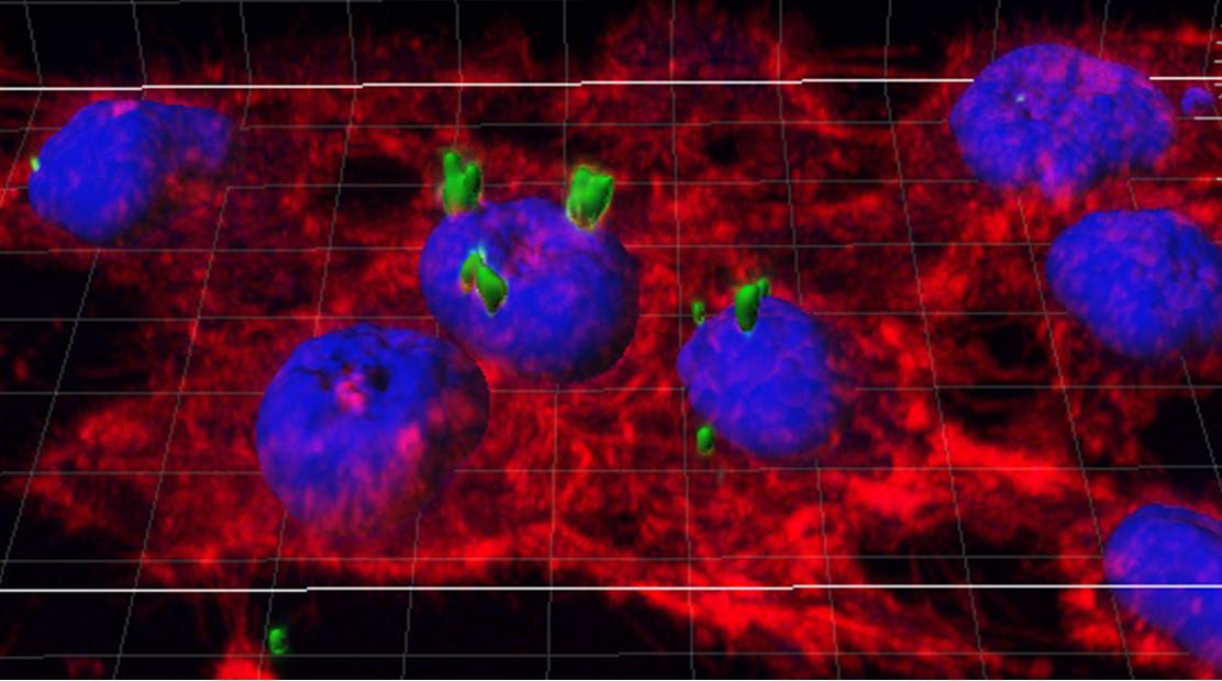 Las 'nanopíldoras' son un nuevo vehículo para la liberación de proteínas terapéuticas. Imagen: UAB.