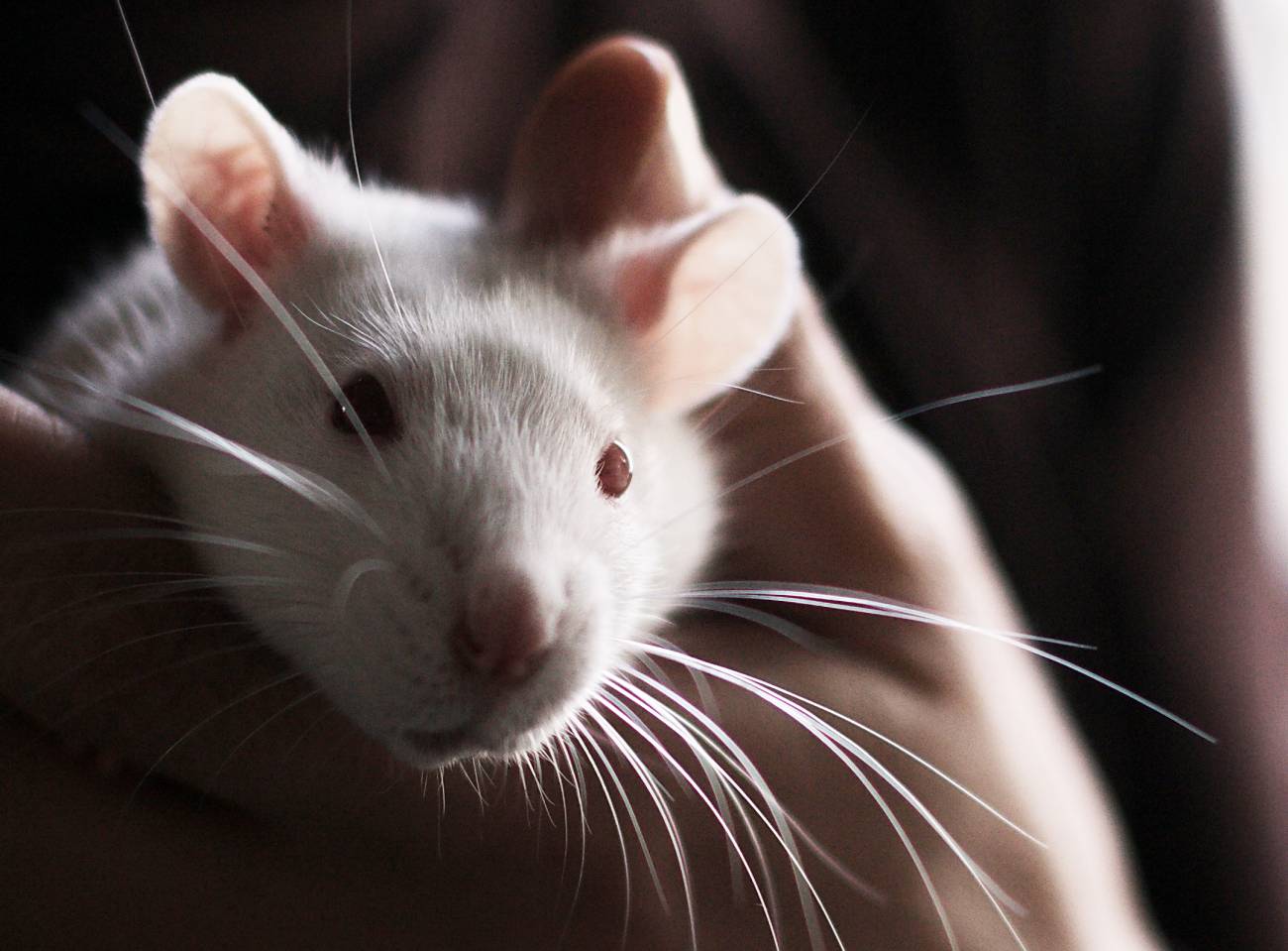 La UE refuerza la protección de los animales utilizados en experimentos científicos 