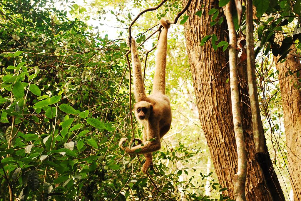 El muriqui del norte (Brachyteles hypoxanthus), que vive en los bosques húmedos costeros de Brasil, está en peligro crítico de extinción debido a la caza y a la destrucción de su habitat. Imagen: Paulo B. Chaves.