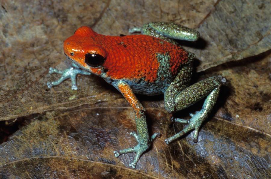 Las áreas con mayor biodiversidad de anfibios son las más amenazadas