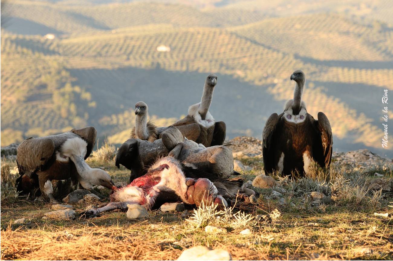 Las aves carroñeras ayudan a reducir el CO2