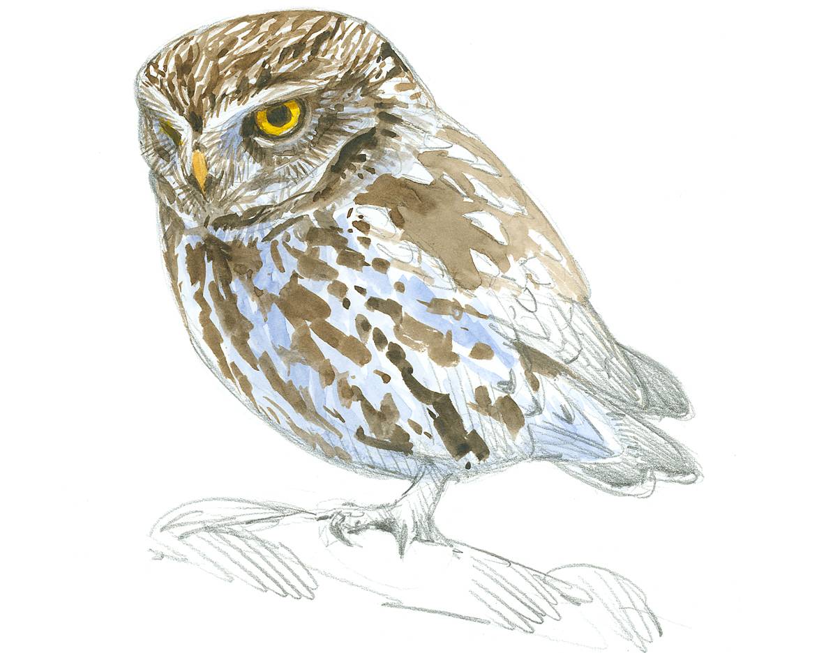 Mochuelo europeo. / Juan Varela, SEO/BirdLife.