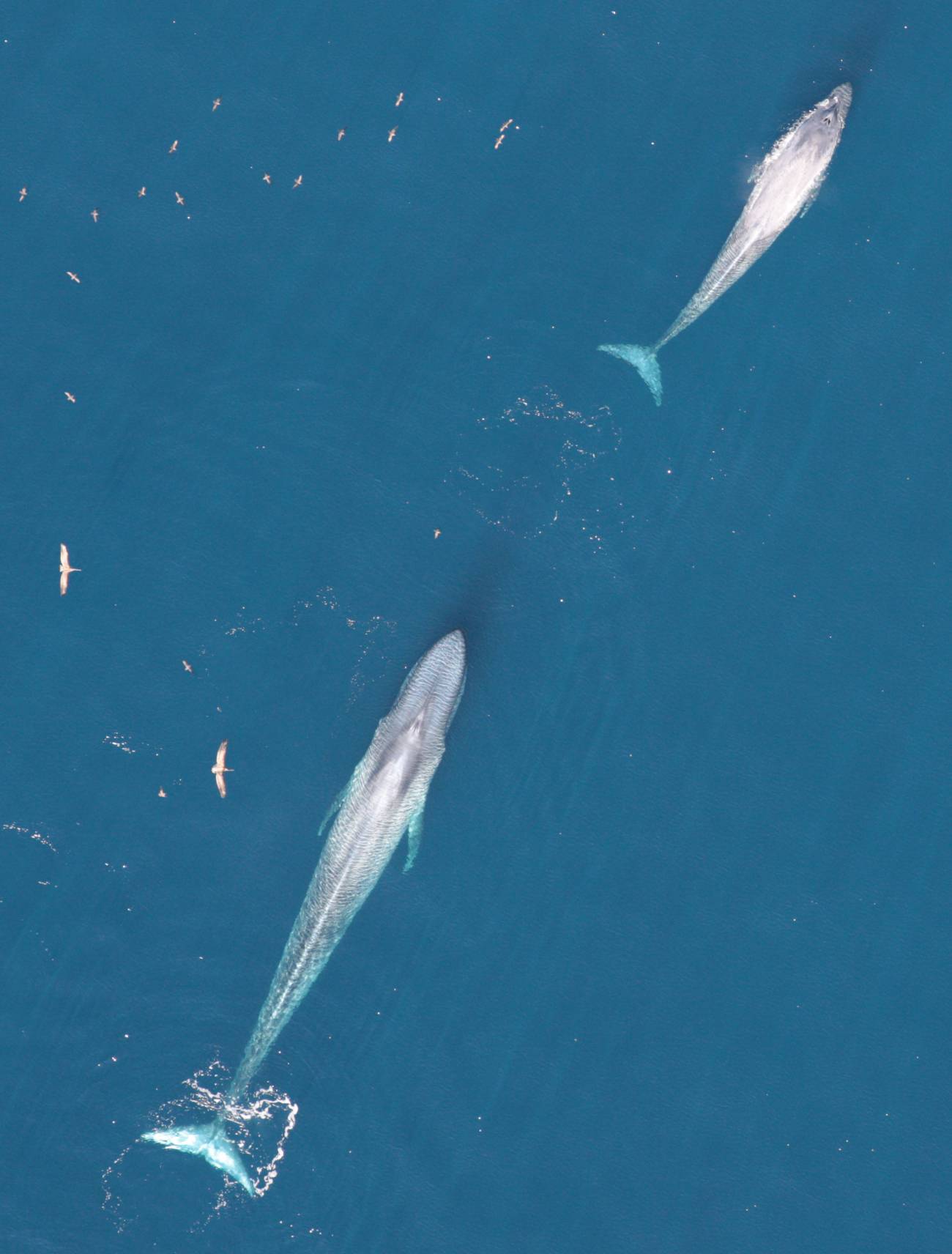 Las ballenas azules se recuperan de la caza en California