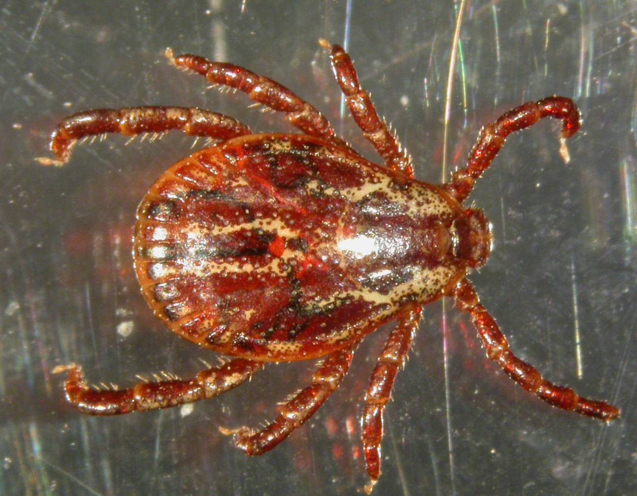La garrapata macho (Dermacentor reticulatus) parasita carnívoros domésticos y silvestres en el tercio norte de la Península Ibérica. Imagen: Francisco Ruiz-Fons.  